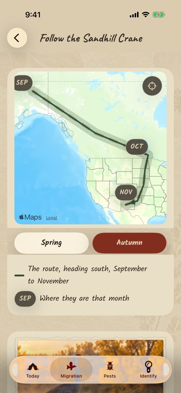 The Sandhill Crane's autumn route on a map, September to November, with Spring and Autumn buttons under it